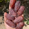 خرمای مجول مراکشی