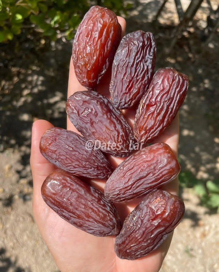 خرمای مجول مراکشی